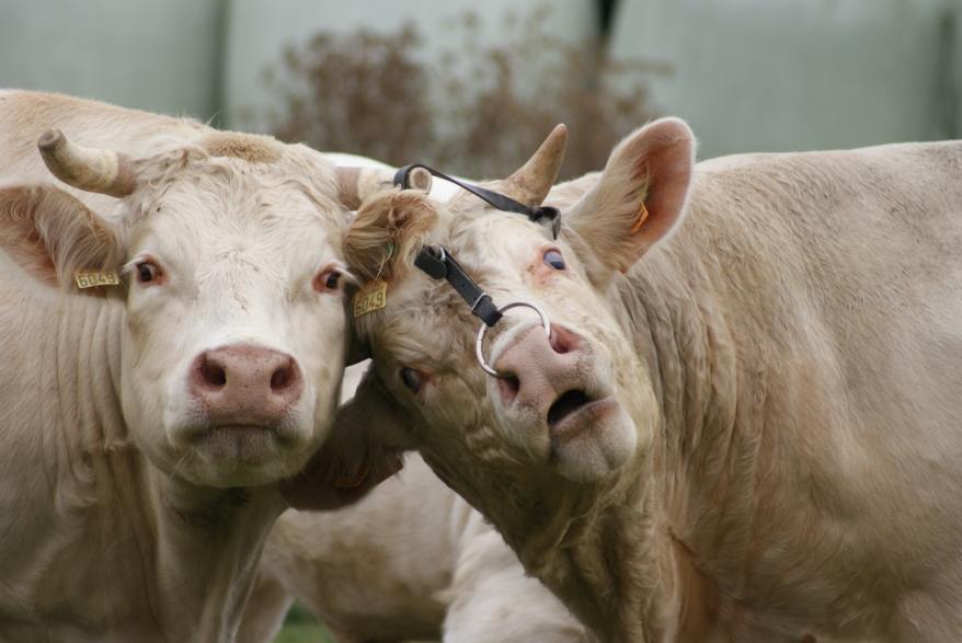 pexels-marcos-abreu-3660244