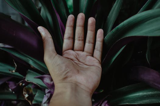 pexels-photo-1046897