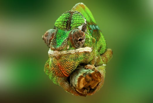 chameleon-reptile-lizard-green-45868