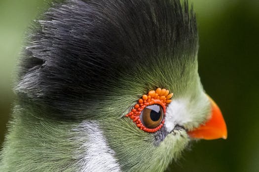 white-cheeked-touraco-bird-162192