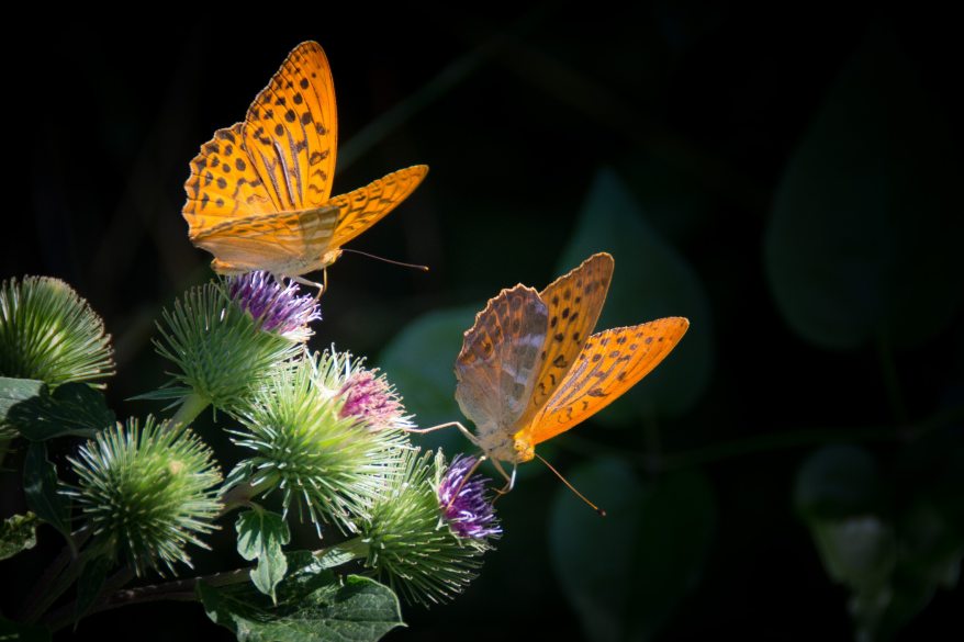 nature-orange-butterfly-silver-bordered-fritillary-33073.jpg