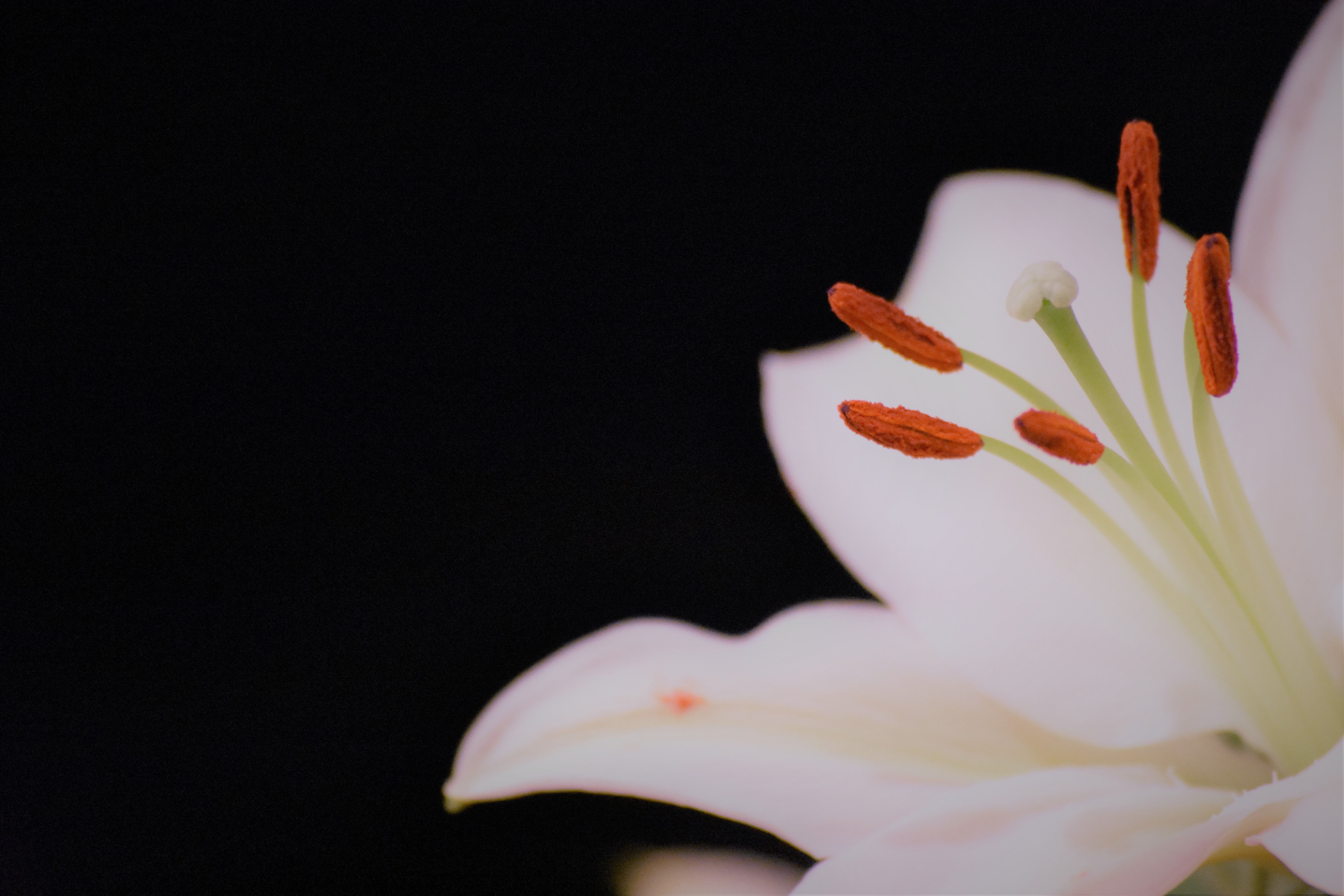 white-lily-flower-1033141