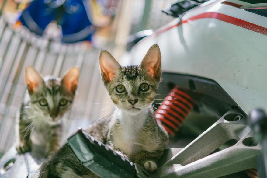 brown-tabby-cat-677814